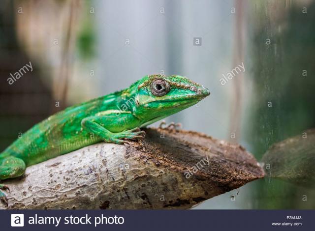 Ritteranolis  - Anolis - Ludwigshafen