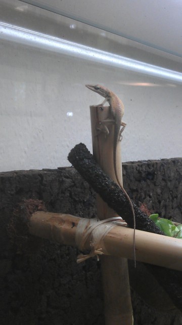 Männlicher Rotkehlanolis abzugeben - Anolis - Mannheim