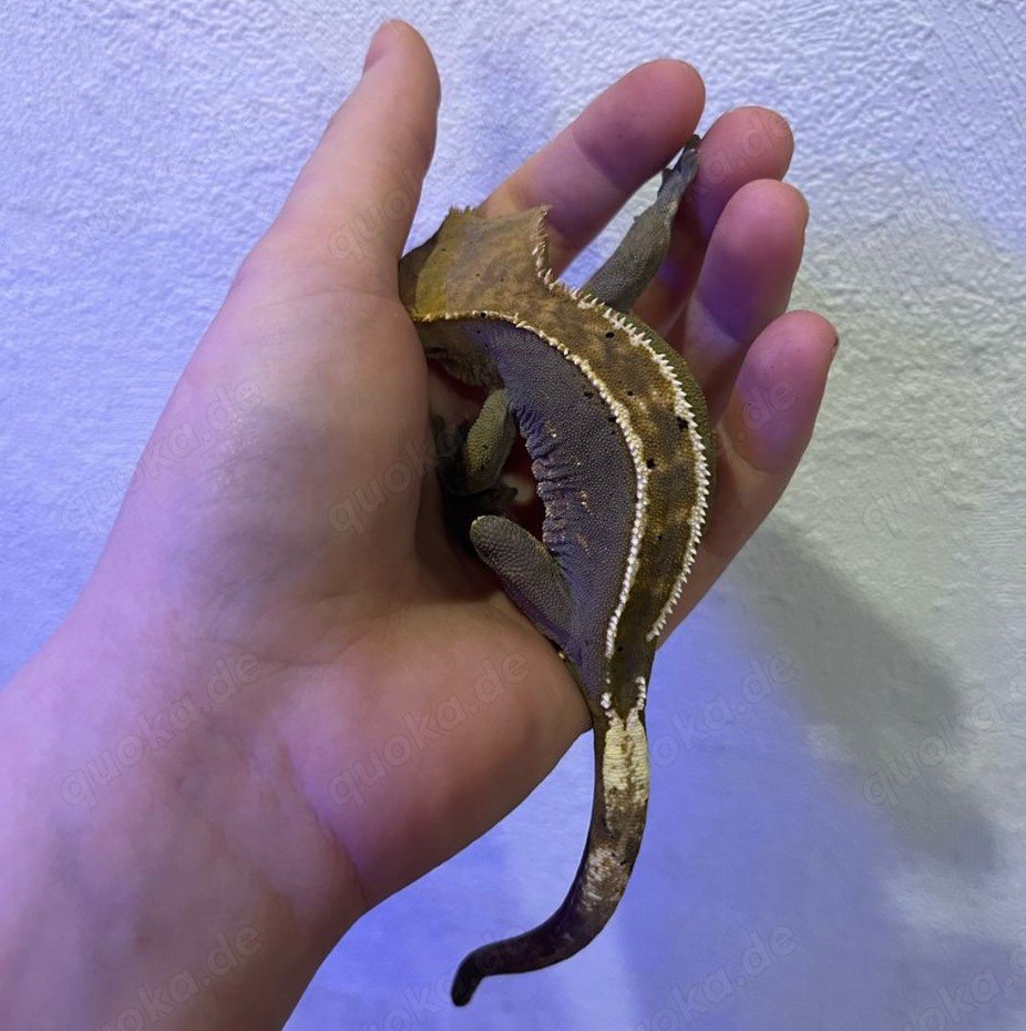 Crested Gecko / Kronengecko „Pinstripe“ abzugeben - Gecko - Hanerau-Hademarschen