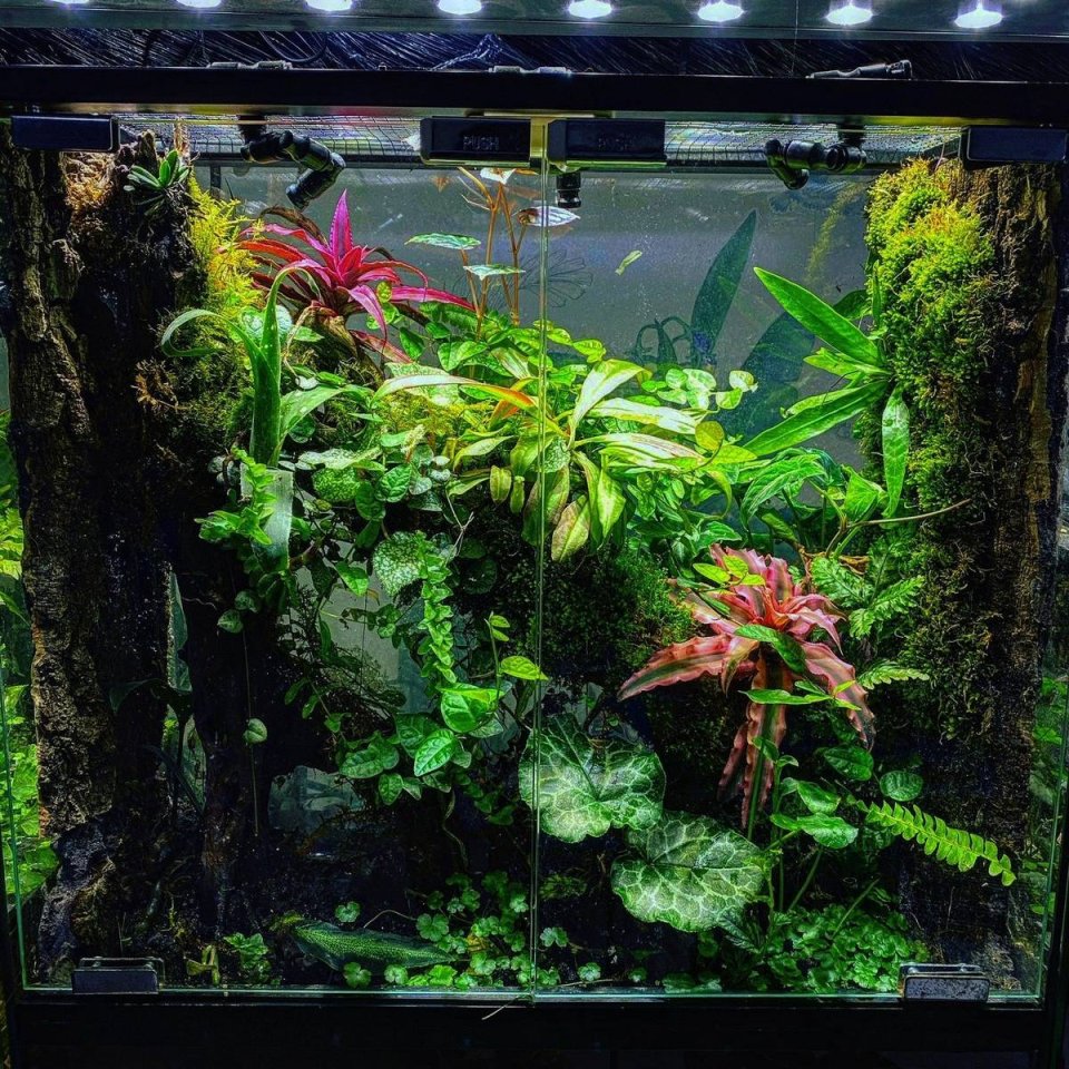 Ich nehme Reptilien kostenlos auf - Sonstige Reptilien - Hemer