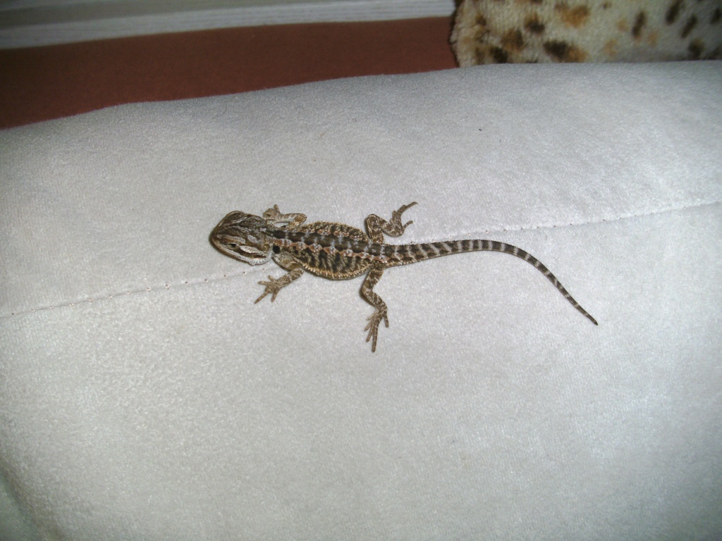 Junge Futterfeste Farbbartagamen - Bartagame - Erfurt