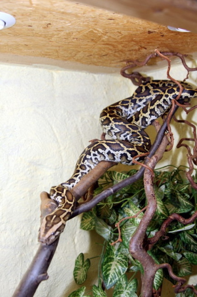 0.1 Tigerpython Albino und 1.0 Tigerpython het Granit - Schlangen - Unterneukirchen