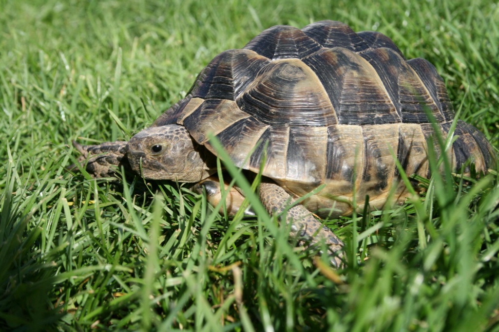 Maurische Landschildkröte - Schildkroeten - Berching