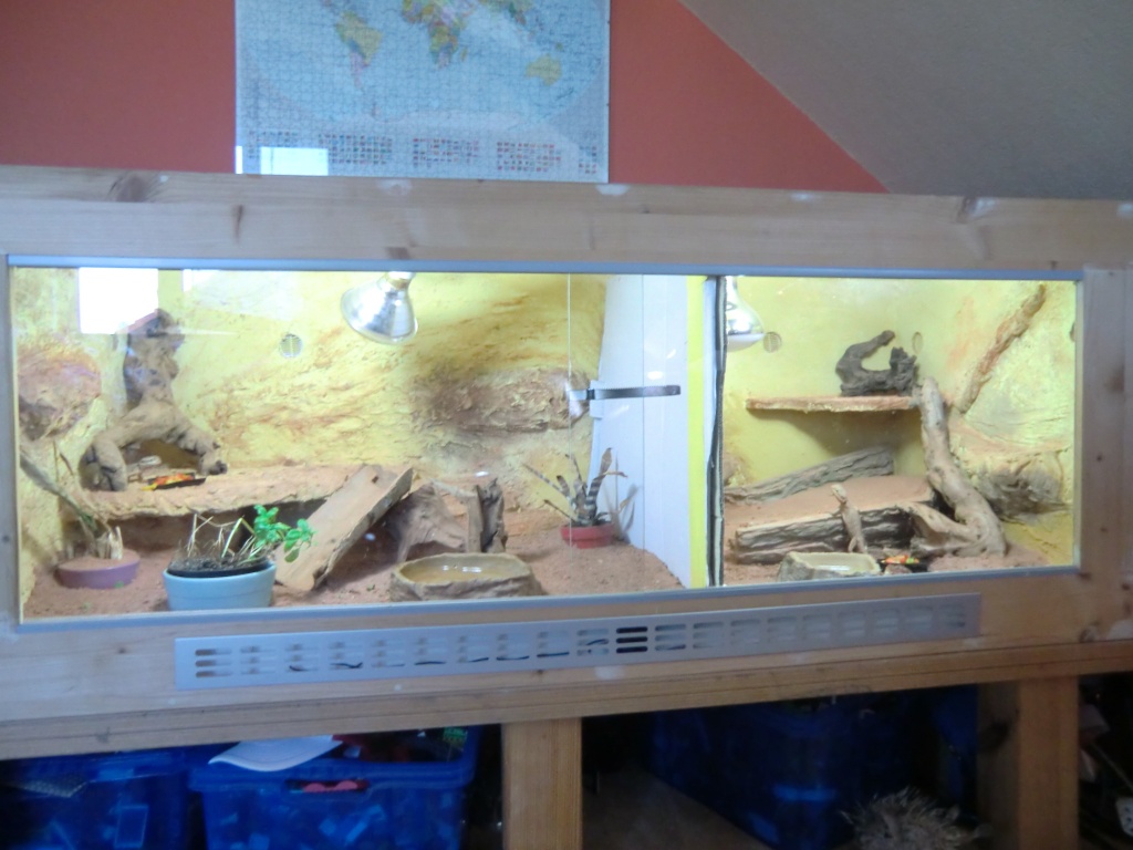 Terrarium komplett mit 3 Zwergbartagamen Pogona henrylawsoni. - Bartagame - Altdorf bei Nürnberg