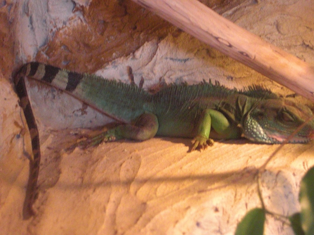 Verkaufe Wasseragamenpärchen, EILT! - Echsen - Mühlhausen Thüringen