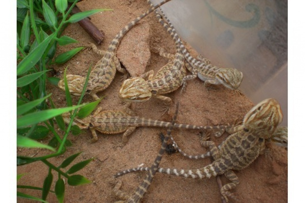 0,0,17 Bartagamen Sandfire x Yellow - Bartagame - Augsburg