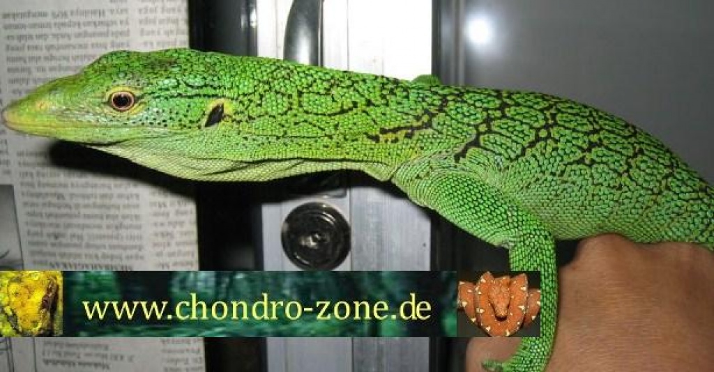 Morelia boeleni & Morelia viridis und verschiedene Warane - Schlangen - Erfurt