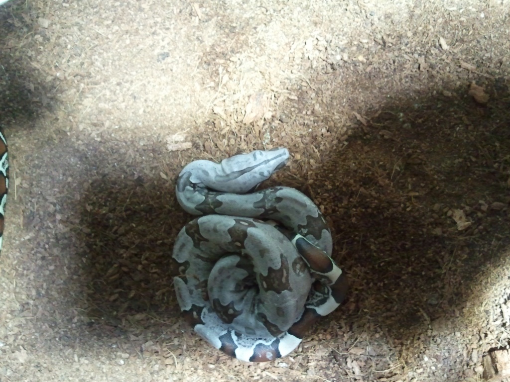 Guyana (rotschwanzboa) - Schlangen - Tailfingen