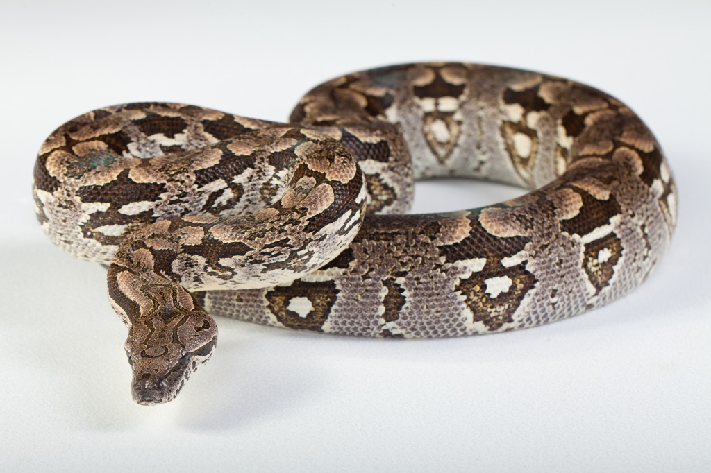Suche Madagaskarboa (Acrantophis dumerili) - Schlangen - Berlin