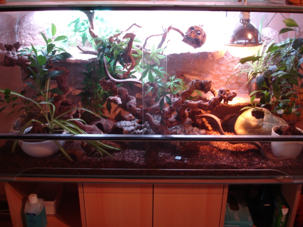 2 Kornnattern + Terrarium + kompletter Deko + Unterschrank zu verkaufen! - Schlangen - Remseck am Neckar