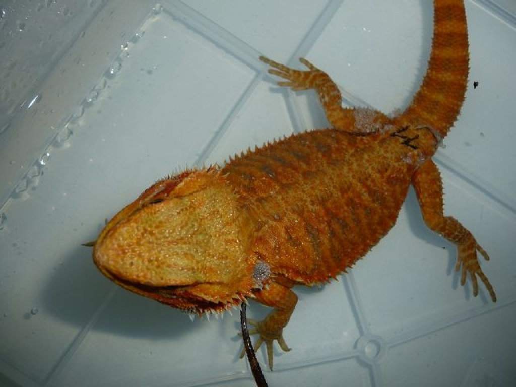 Mega schöne Bartagamen - Bartagame - Offenau