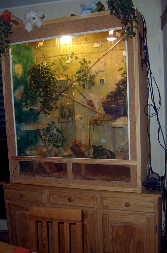 Terrarium mit 1 Pfauenauge - Sonstige Reptilien - Bonn