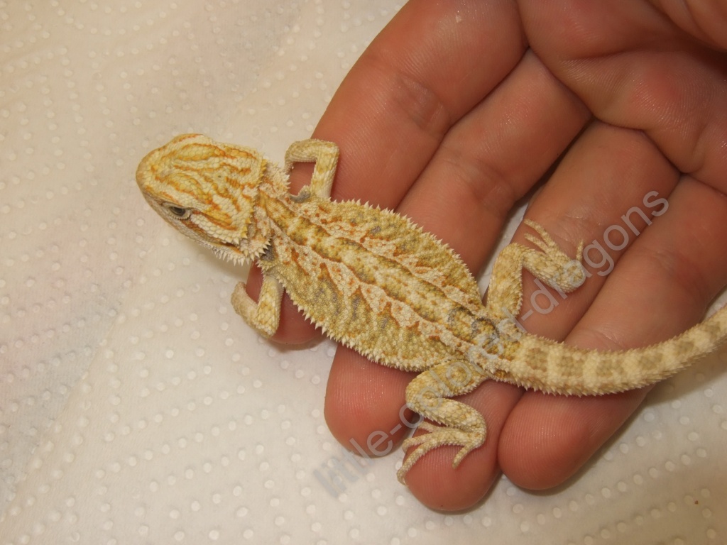 Bartagame - Sandfire Hypopastell NZ abzugeben - Bartagame - Dresden