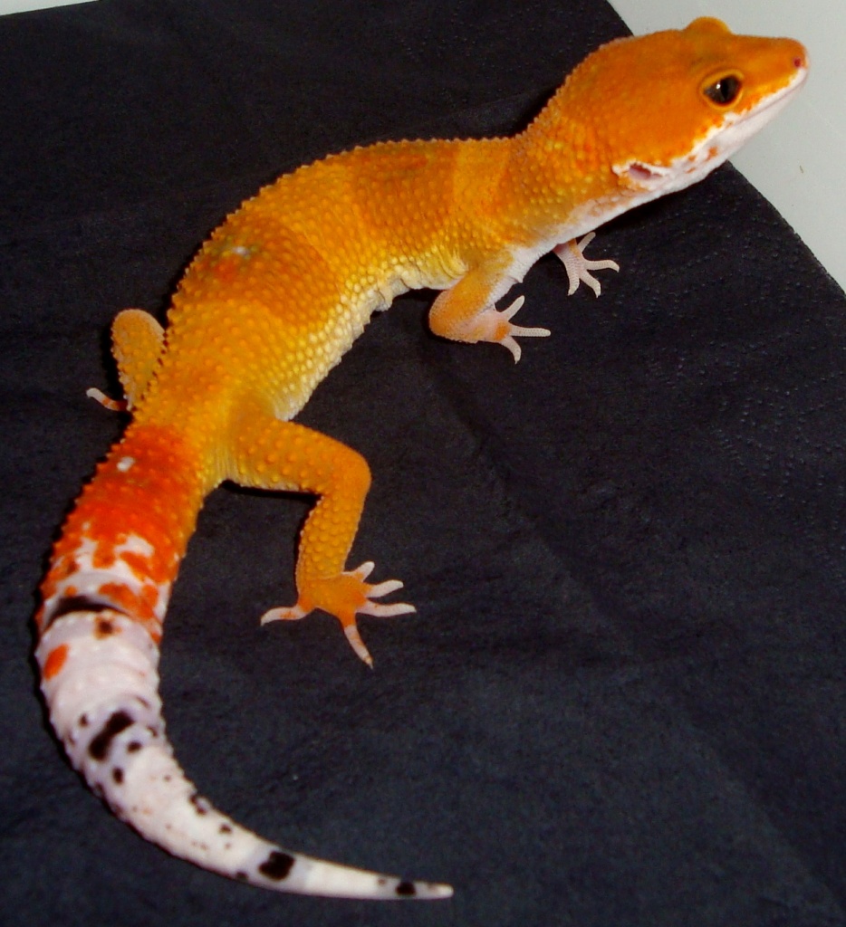 Leopardgeckos verschiedene Farbformen zu Verkaufen - Gecko - Bad Salzungen