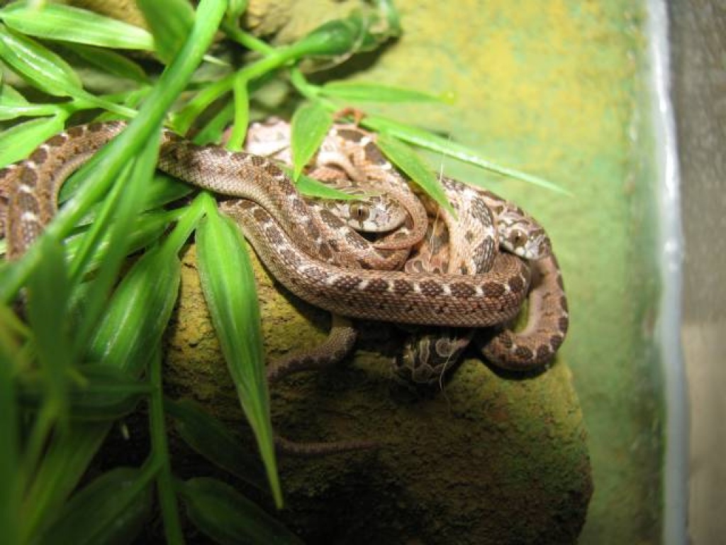 Junge Eierschlangen 03/2010 (Dasypeltis Scabra) abzugeben - Schlangen - Ammersbek