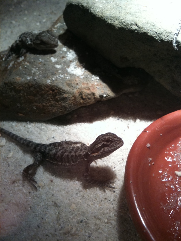 Wunderschöne Bartagame Babys - Bartagame - Ranstadt