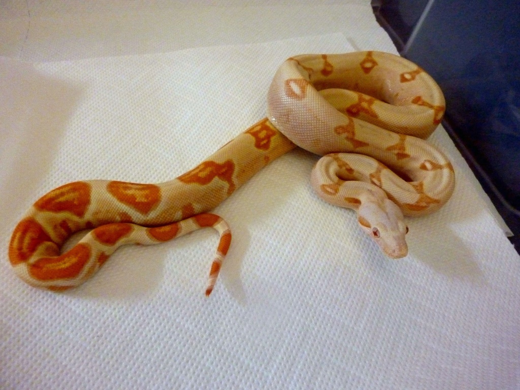 Coral Sunglow Boa   und   Sharp Sunglows   enz 2021 abzugeben!!!!!!!!!!!!!!! - Schlangen - thüringen