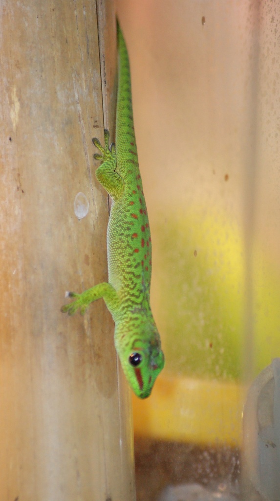 Nachzucht Phelsuma mad. Grandis (gr. Taggecko) - Gecko - Schopfheim