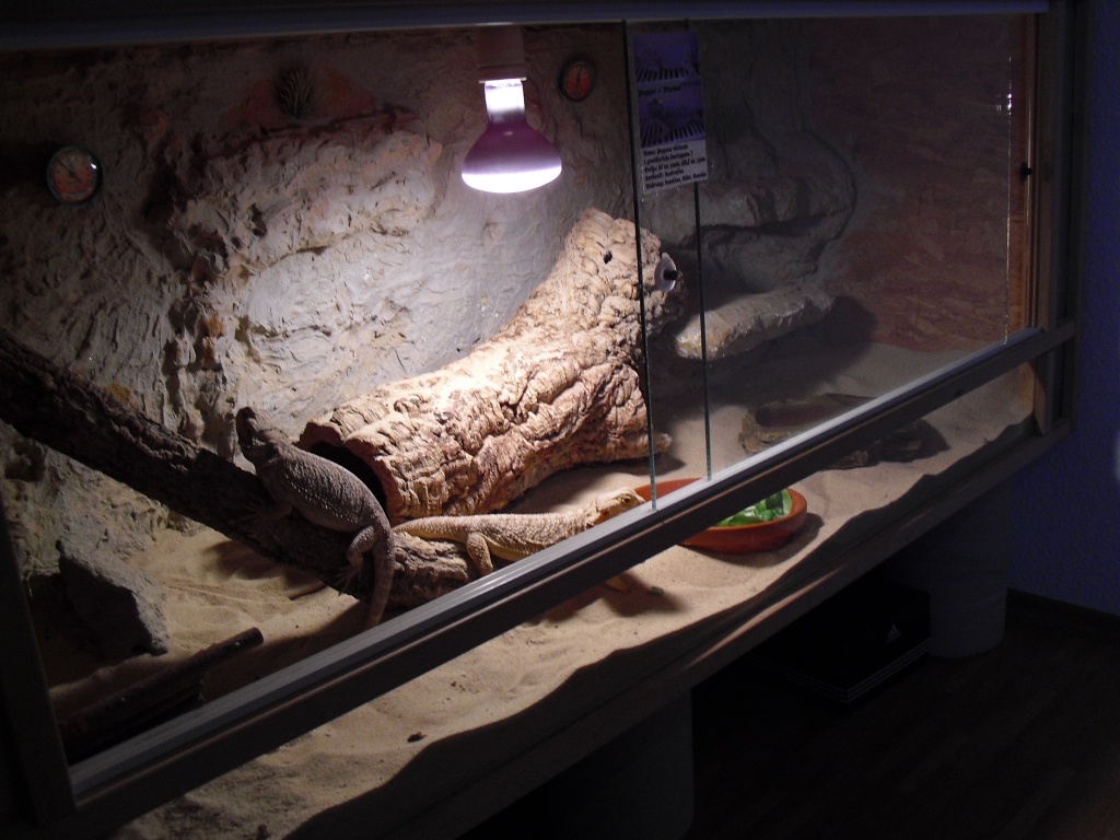 Bartagamen + Terrarium - Bartagame - Viereth Trunstadt