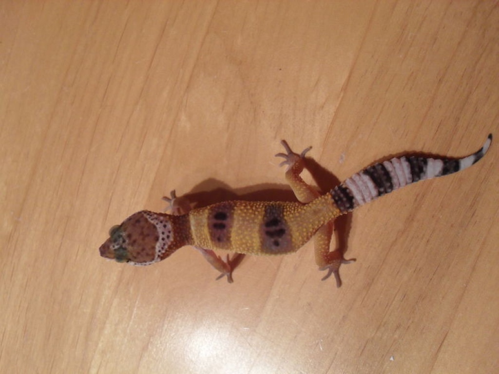 Leopardgeckos NZ 2021 - Gecko - Metzingen