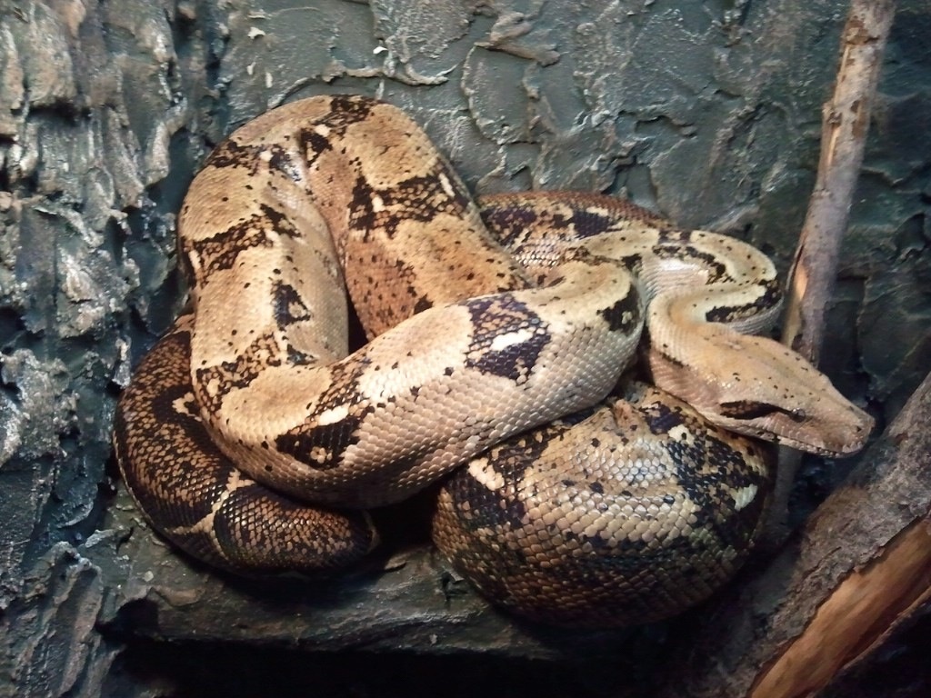 Boa c. Imperator Honduras - Schlangen - Schwandorf