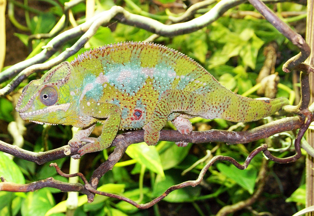 Pantherchamäleon Männchen Furcifer Pardalis - Chamaeleon - Obernberg am Inn