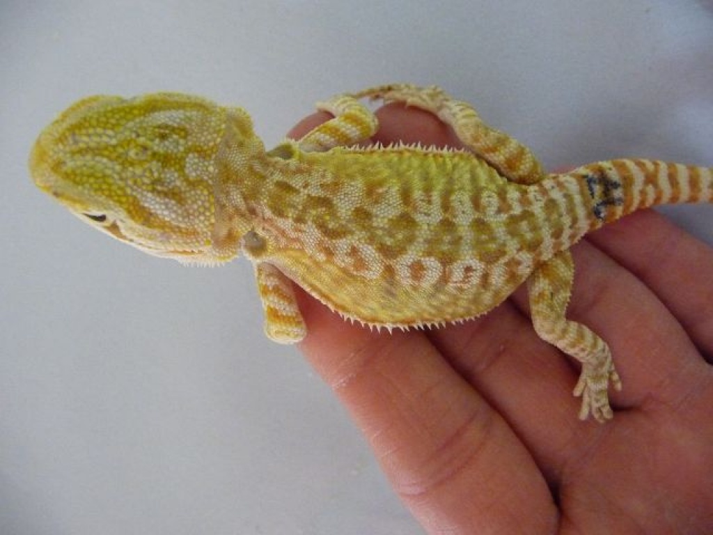 Handzahme Bartagamen abzugeben!!! - Bartagame - Offenau