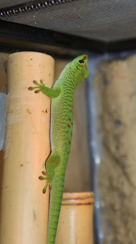 Nachzucht Phelsuma mad. Grandis 0.0.5 - Gecko - Schopfheim