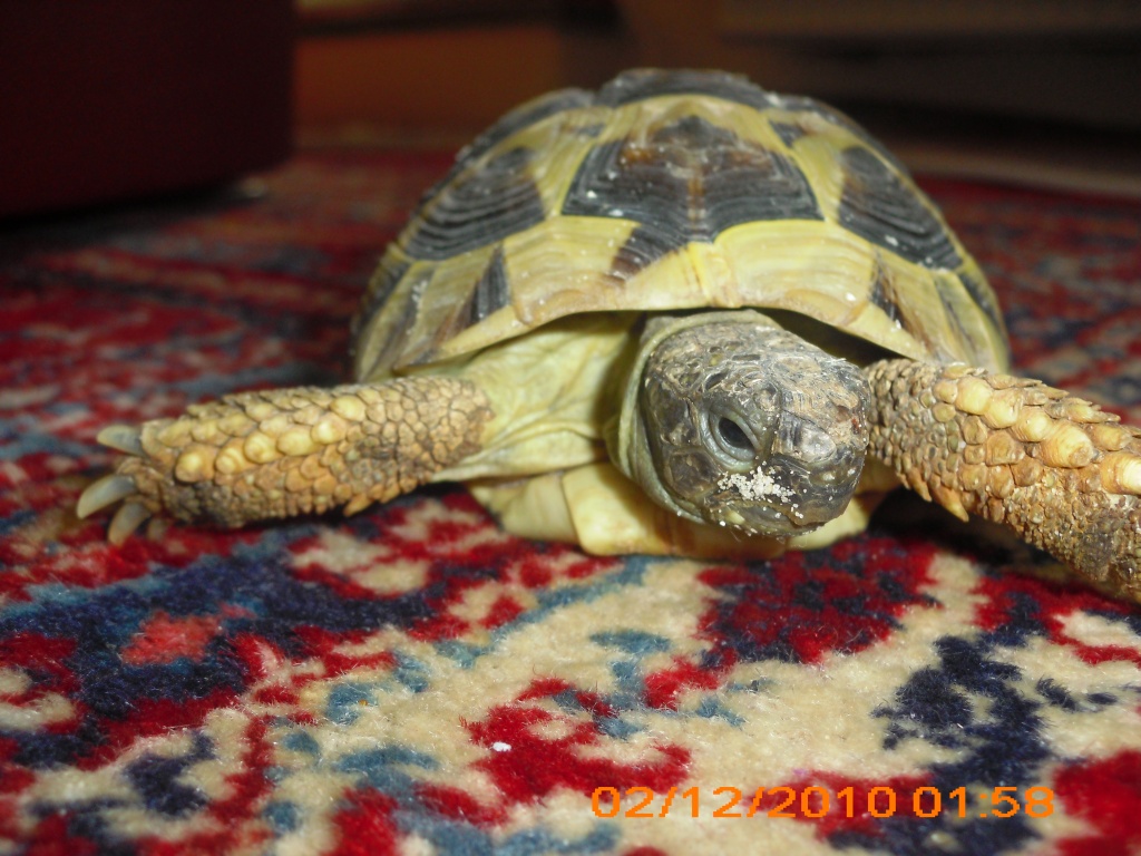GRIECHISCHELAND SCHILDKRÖTE - Schlangen - Köln