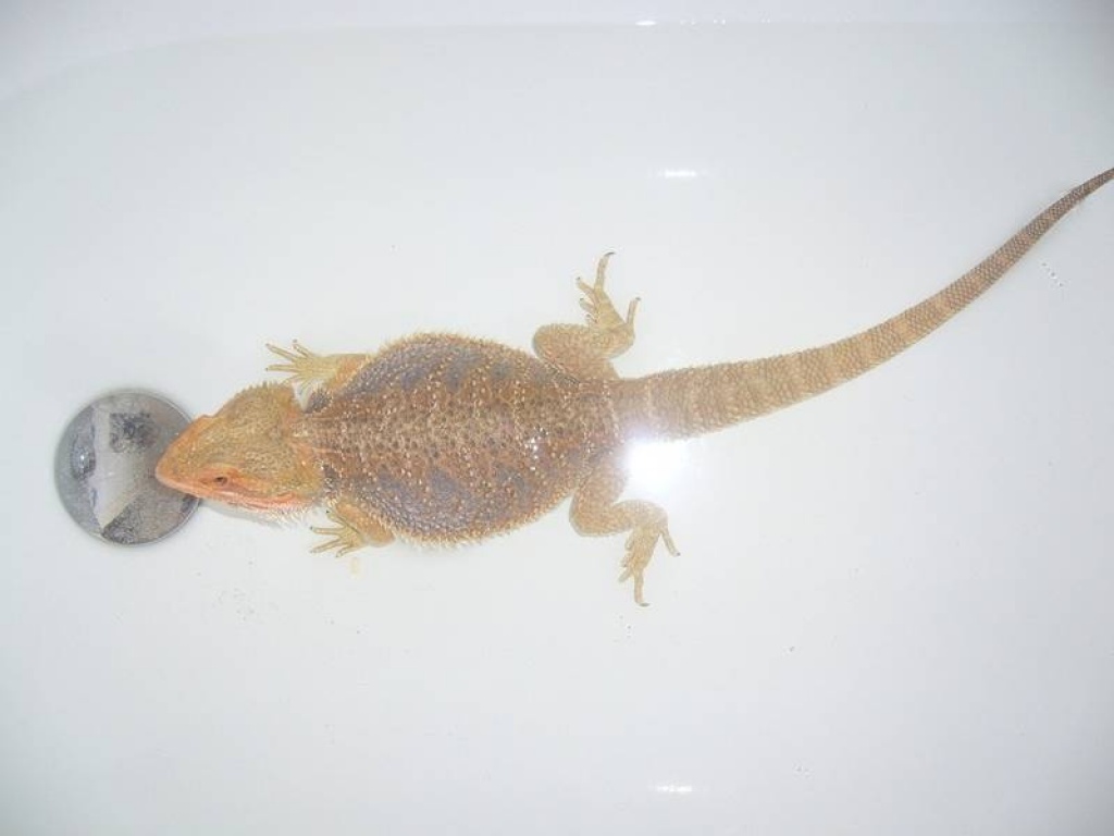 Dringend Orange het Translucent Bartagamen Bock! - Bartagame - Berlin