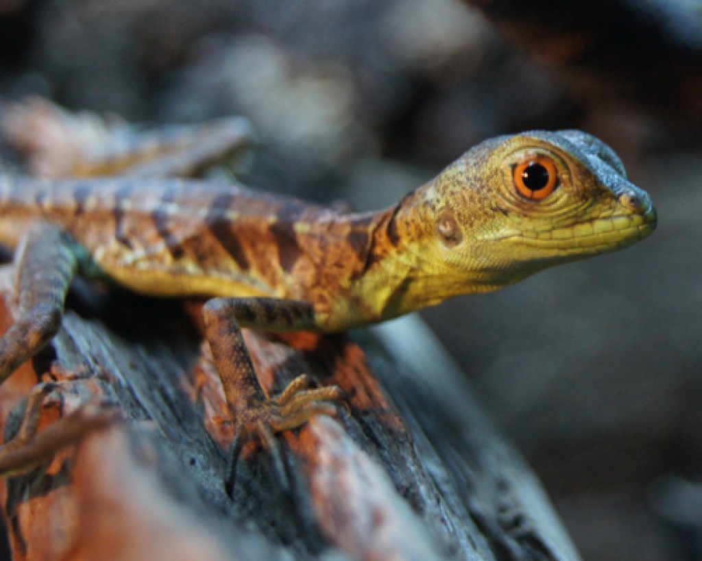 Stirnlappenbasilisken - Basiliscus plumifrons NZ 2021 - Leguan - Esslingen am Neckar