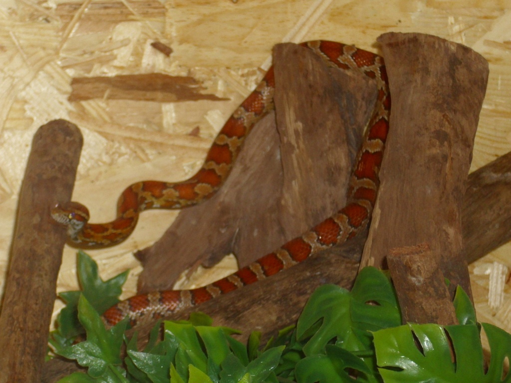 Kornnatter plus Terrarium abzugeben - Schlangen - Wittlich