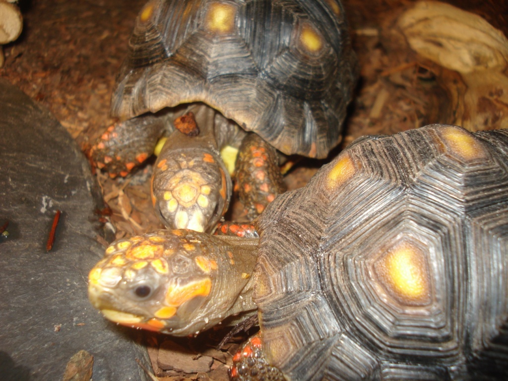 Köhlerschildkröten ( Geochelone carbonaria) NZ08 - Schildkroeten - Emmerthal