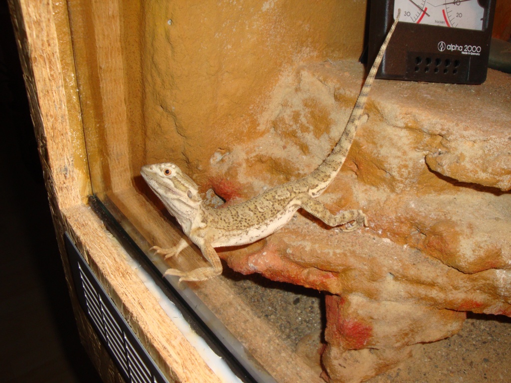 Zwergbartagame + artgerechtes Terrarium + Zubehör - Bartagame - Berlin
