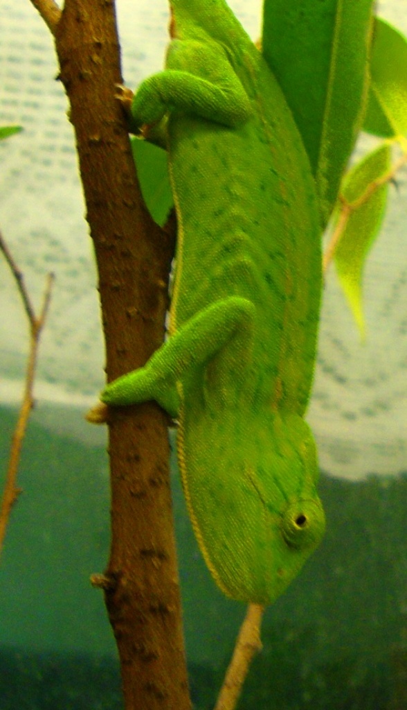 0.1 Furcifer lateralis lateralis 04/10 DNZ - Chamaeleon - Berlin