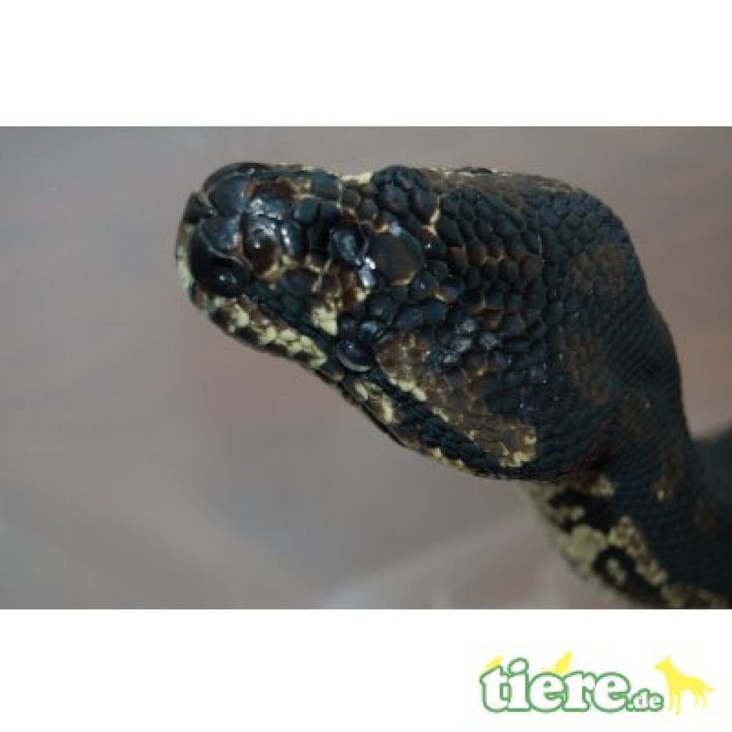 1.0.0 Morelia spilota cheynei / 9 Jahre - Schlangen - Grefrath