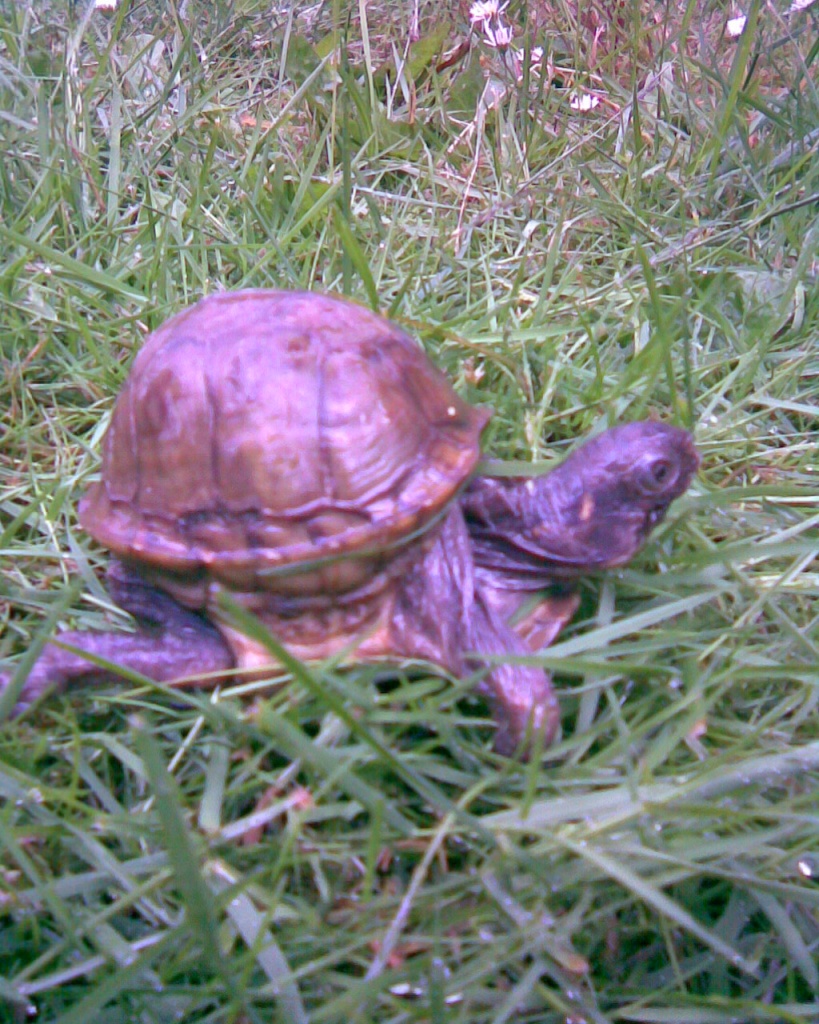 Kaufe Landschildkröten aller Art - Schildkroeten - Süderfahrenstedt