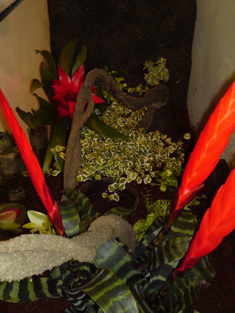 Verkaufe Komplett eingerichtetes Regenwaldterrarium - Terrarien - Berlin