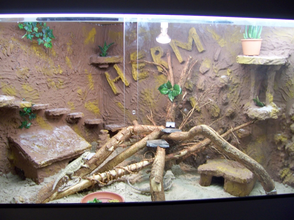 Großes Eckterrarium mit 4 Bartagamen - Echsen - Ketsch