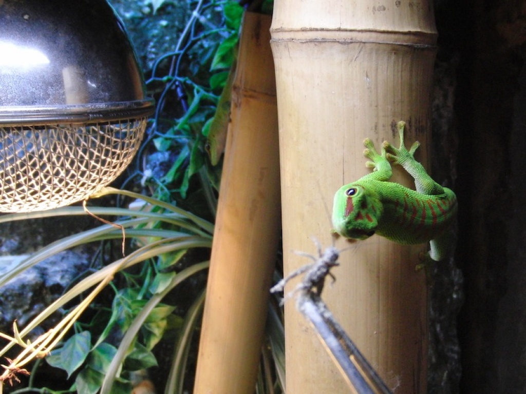 Großer Taggecko (Phelsuma mad. grandis high red) Nz 08/ 2021 - Gecko - Bad Schwartau
