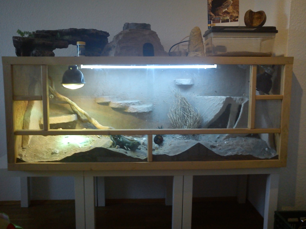Bartagamen Pärchen mit riesen Terrarium und viel Zubehör - Bartagame - Leipzig