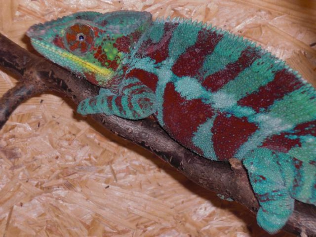 Furcifer pardalis Ambanja DNZ 01,2011 - Chamaeleon - Passau