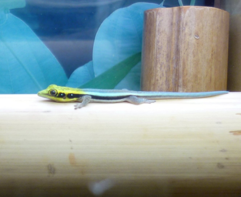 Phelsuma klemmeri - Gecko - Lünen