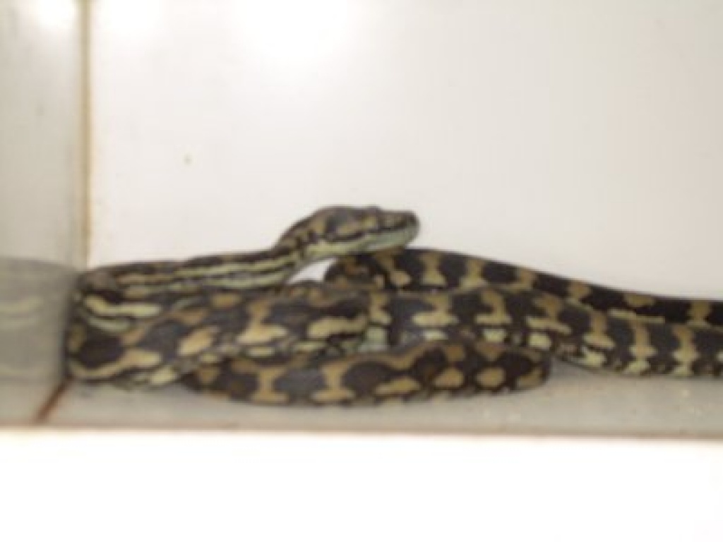 Teppichpython, morelia spilota variegata - Schlangen - Rodewald