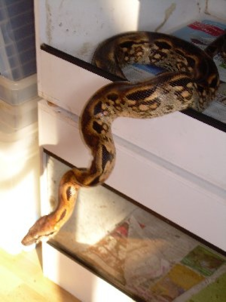 Nördlich madagaskarboa, acrantophis madagascariensis - Schlangen - Rodewald