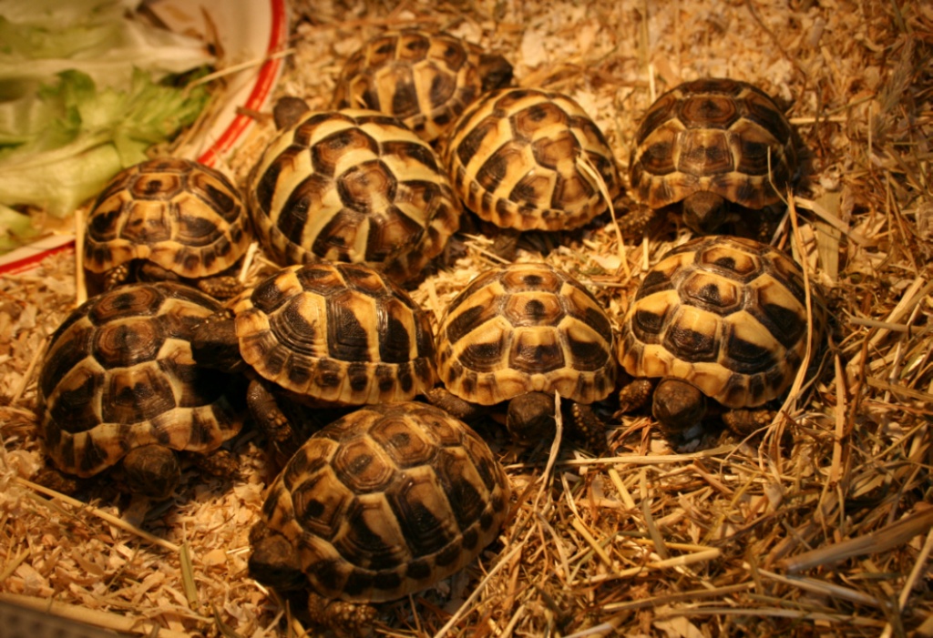 Griechische Landschildkröten - Schildkroeten - Berching