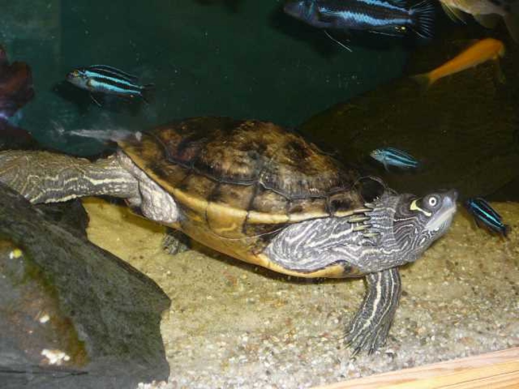 Mississippi-Höckerschildkröte in gute Hände zu verschenken - Schildkroeten - Hückeswagen