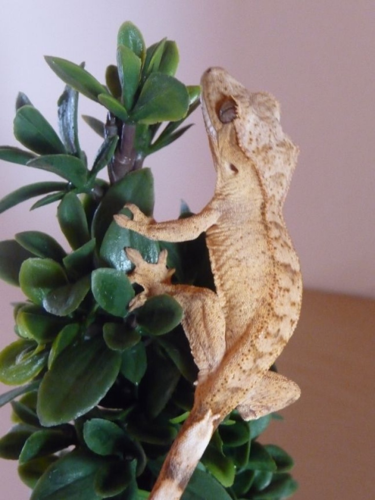 Rhacodactylus Ciliatus (Kronengeckos) 0.0.2 - Echsen - Wolfenbüttel