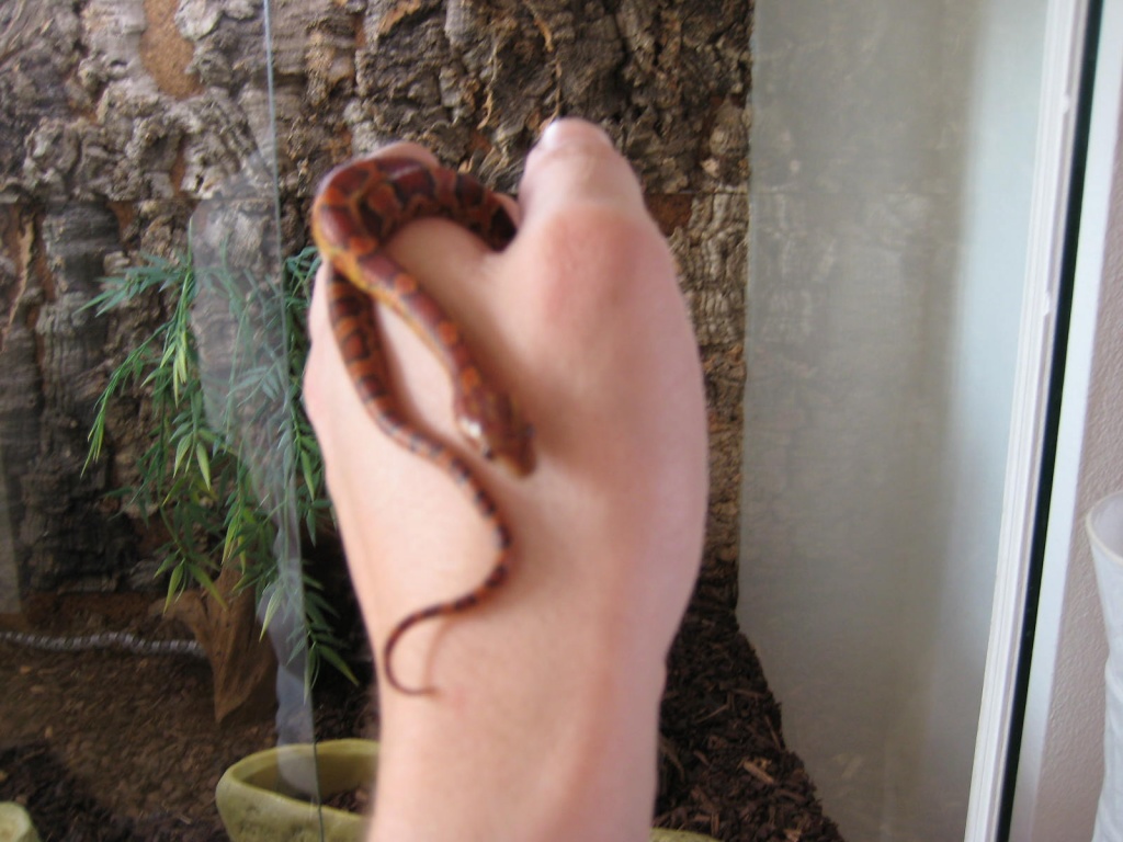 2 gesellige Kornanttern - Schlangen - München