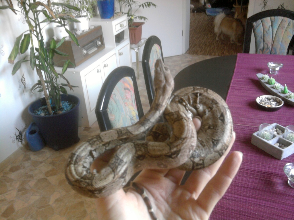 Boa con. imp. weibchen mit Terrarium 225 Euro VB zu verkaufen - Schlangen - Edertal